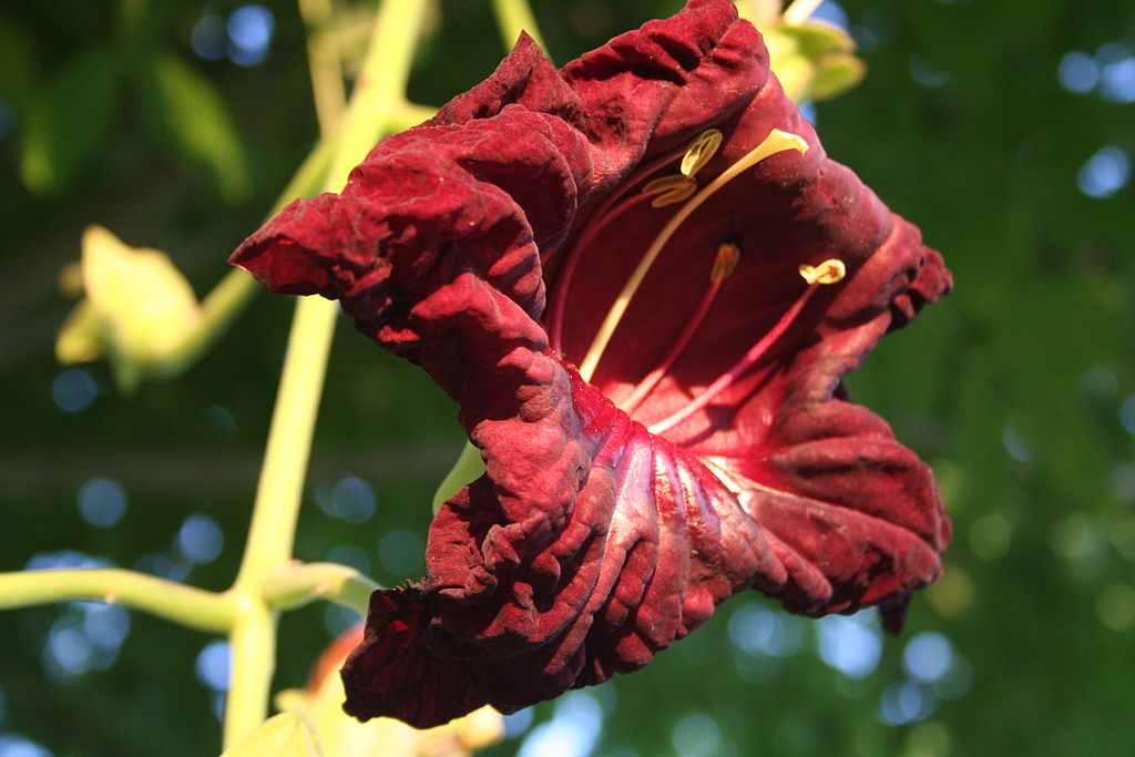 Растительность Чада Растительность Чада