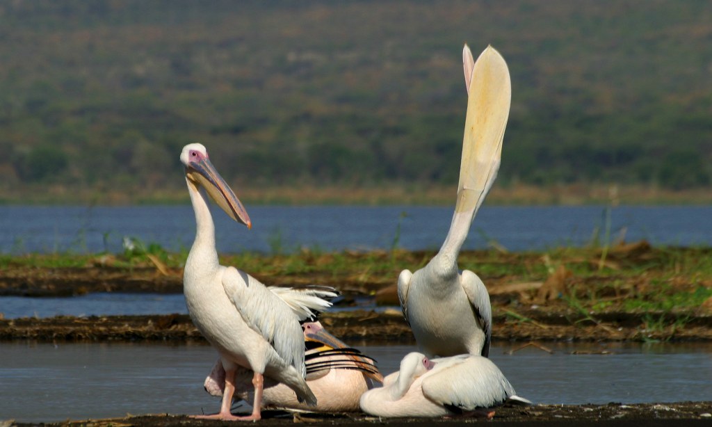 Эфиопские пеликаны