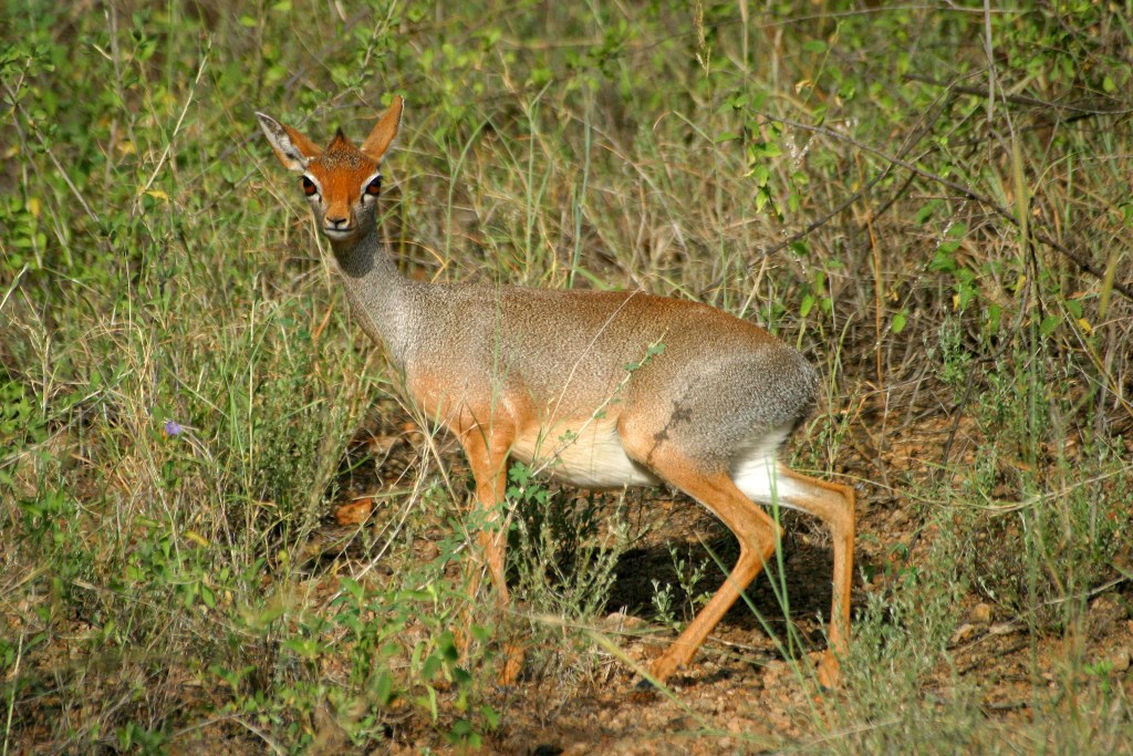 Природа Гондэра Природа Гондэра