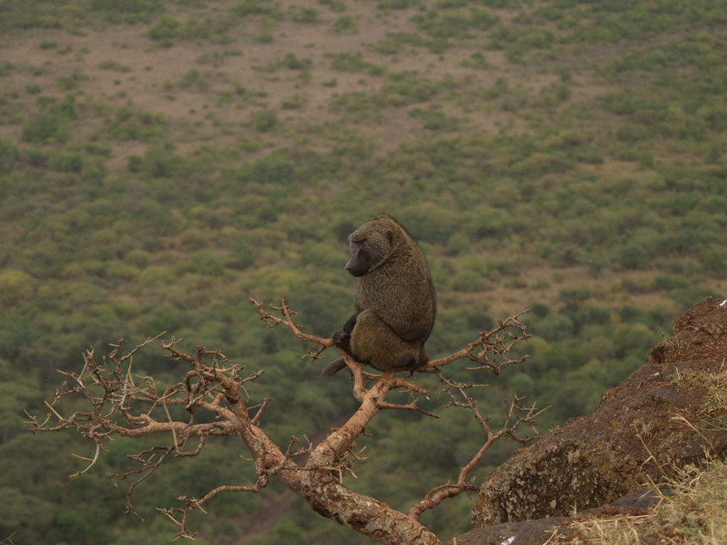 Животный мир Эфиопии Животный мир Эфиопии
