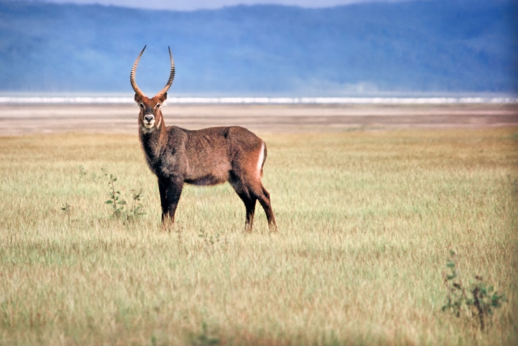 Сафари в Эфиопии Сафари в Эфиопии