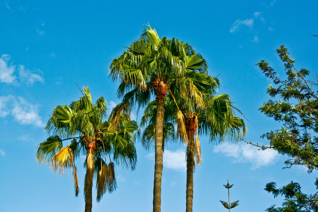 Пальмы Эритреи Пальмы Эритреи