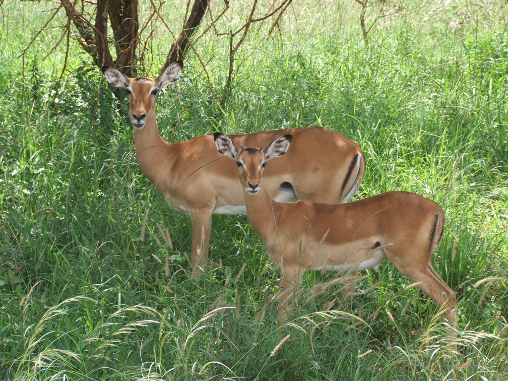 Сафари в Кении Сафари в Кении