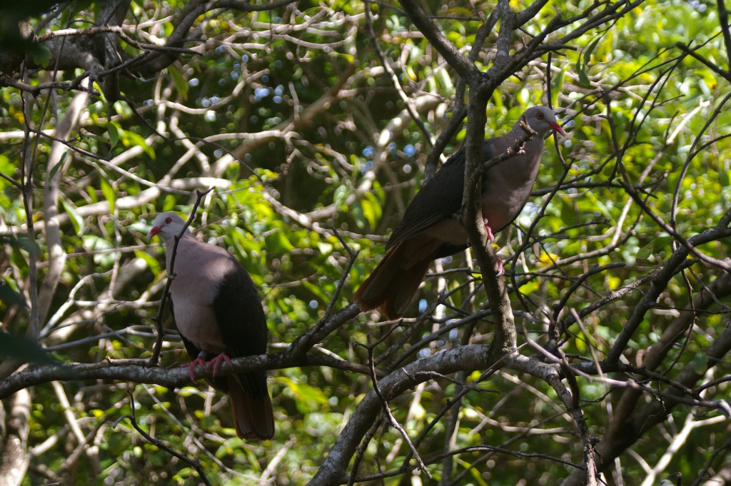 Птицы в заповеднике «Домалн»