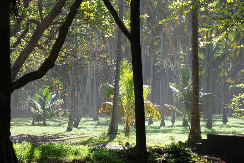 Ботанический сад Реюньона Ботанический сад Реюньона