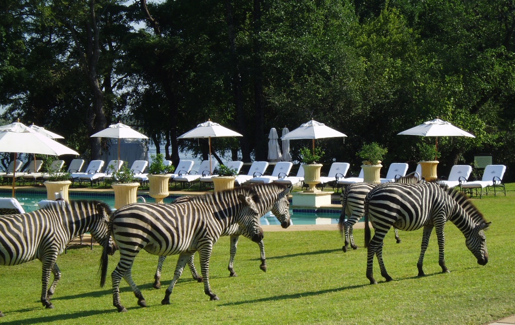 Зебры на территории отеля в Лусаке