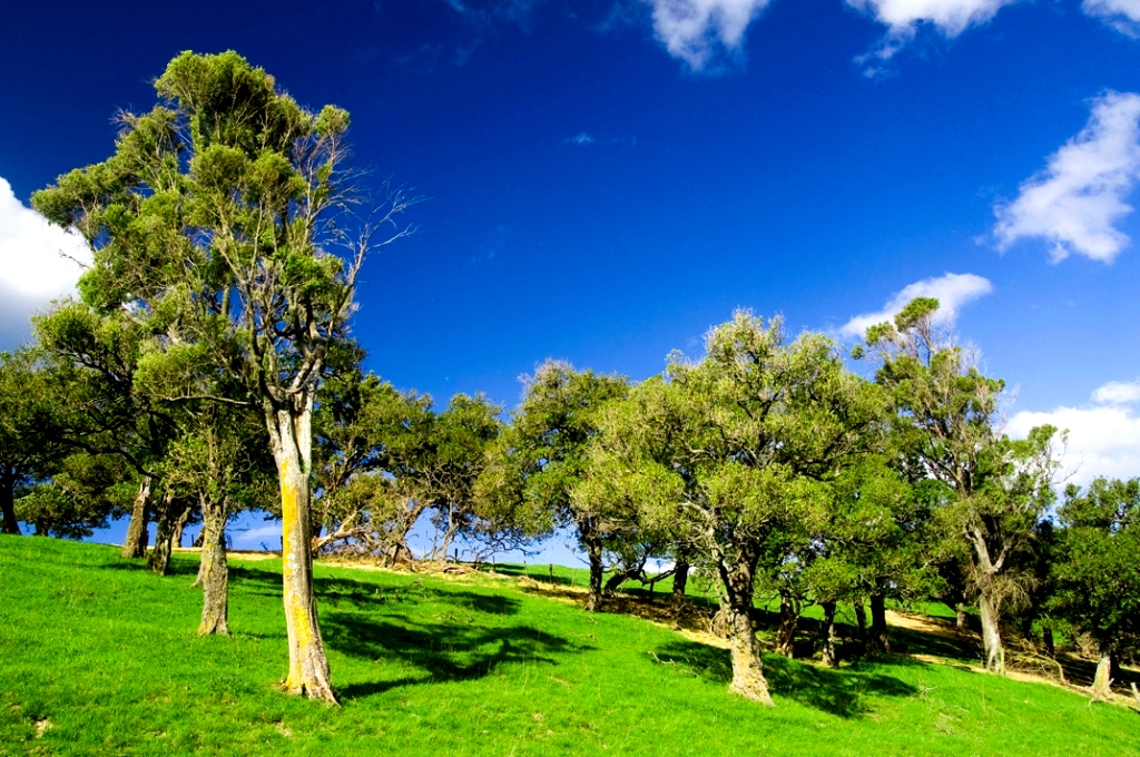 Парк в Новой Зеландии Парк в Новой Зеландии