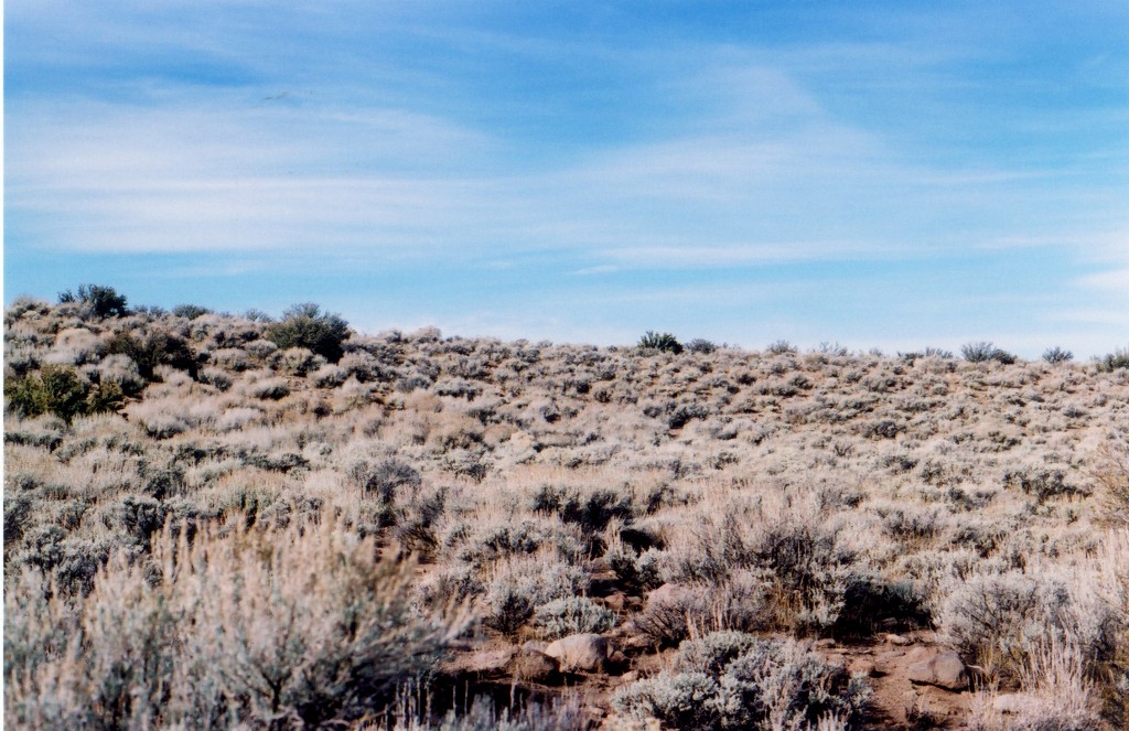 Пустыня с низкорослыми кустарниками Кувейта Пустыня с низкорослыми кустарниками Кувейта
