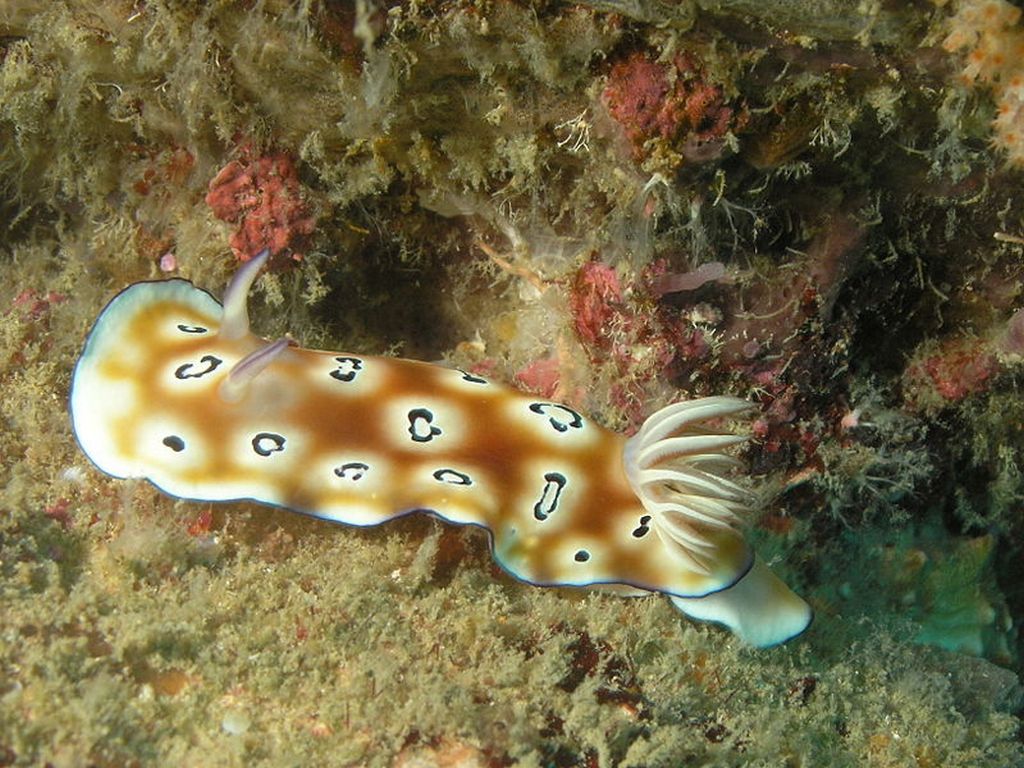 Дайвинг в Тиомане Дайвинг в Тиомане