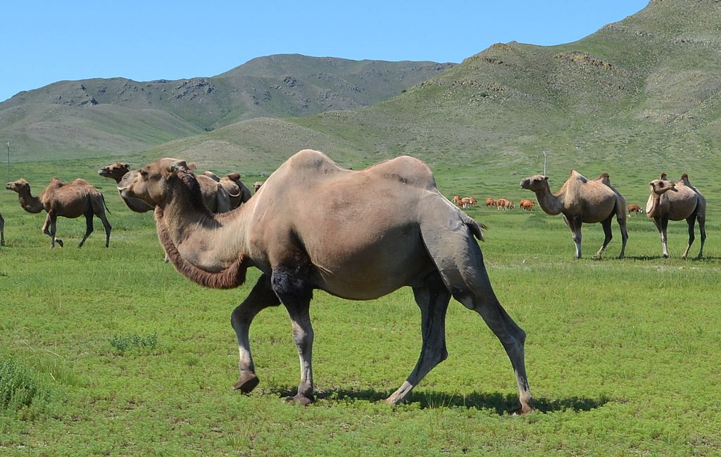 Монгольские двугорбые верблюды