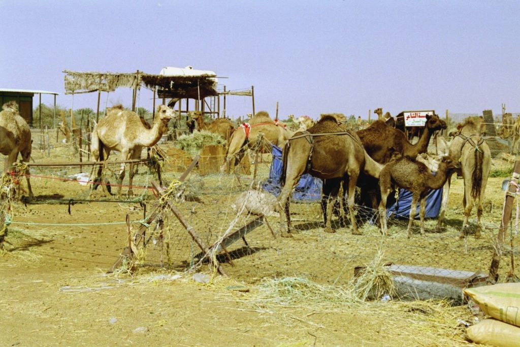 Верблюды возле гоночной верблюжьей трассы