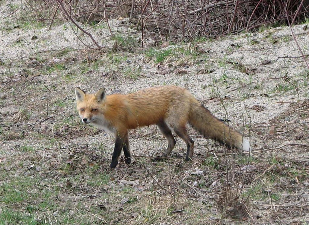 Лиса в Палестине Лиса в Палестине