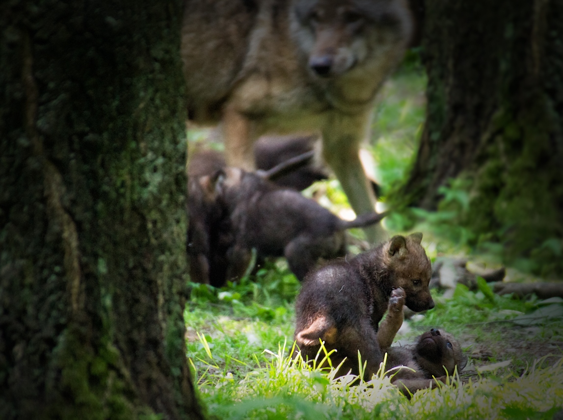 Серые волки Серые волки
