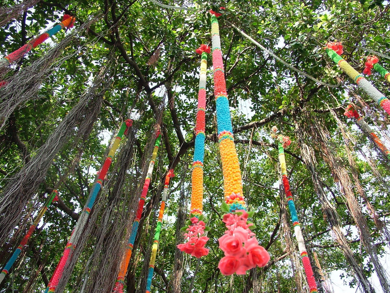 Лиановая роща Лиановая роща