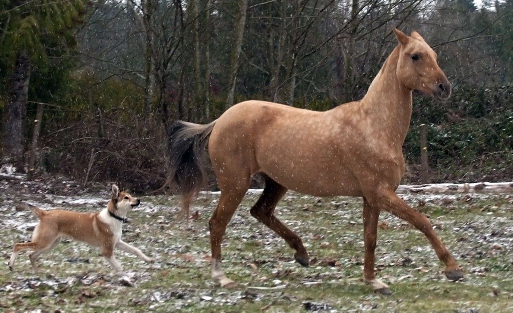 лошадь лошадь