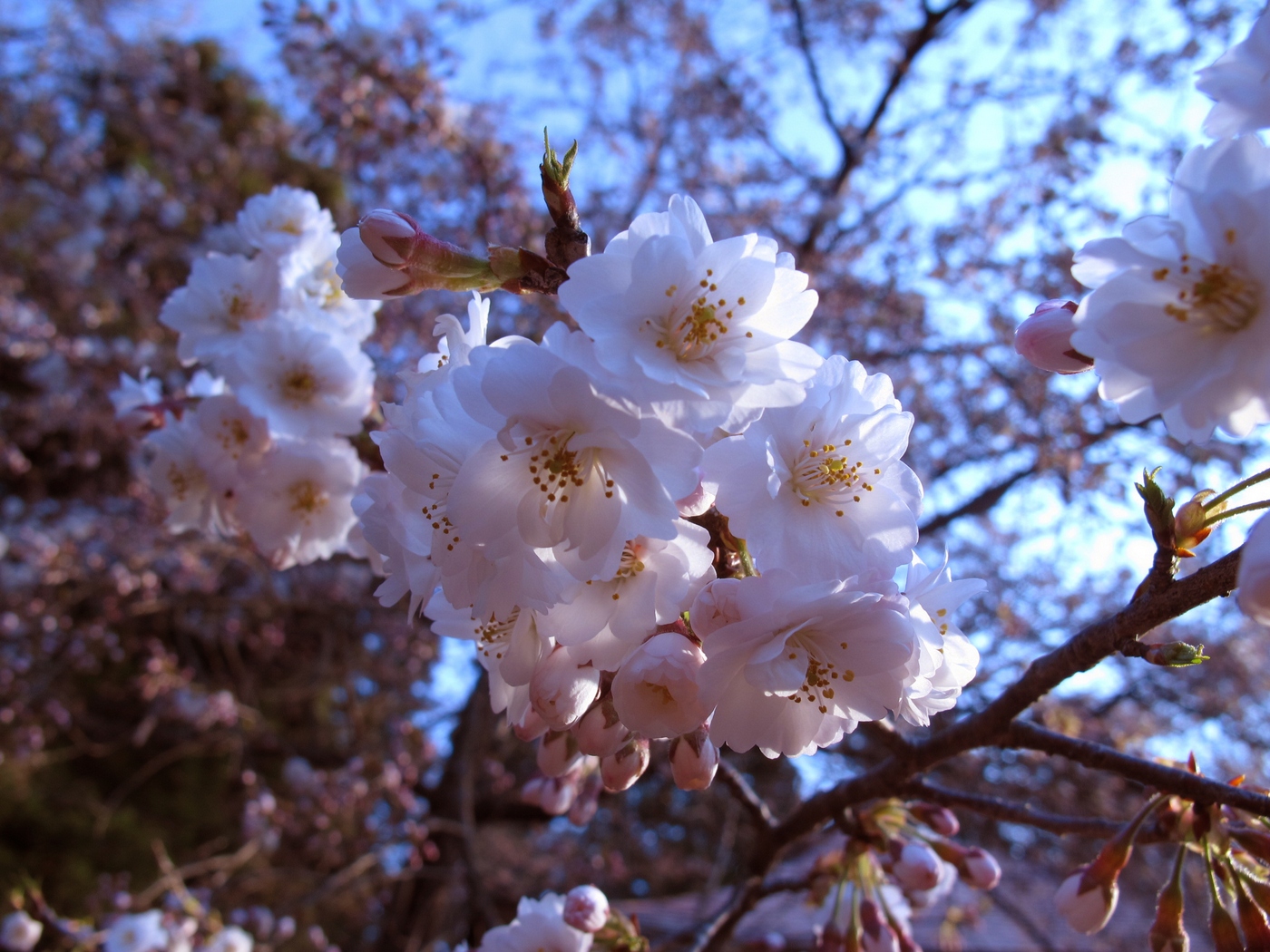 сакура сакура