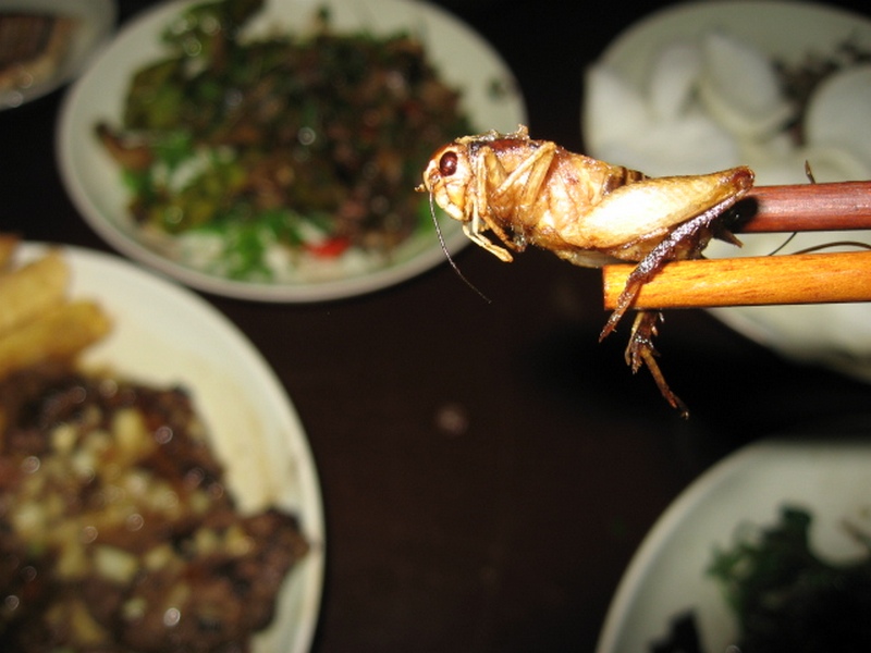 Блюда из насекомых Блюда из насекомых