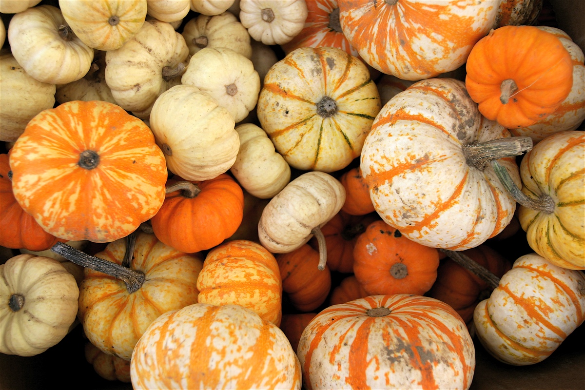 Тыква, главный овощ Карибских островов Тыква, главный овощ Карибских островов