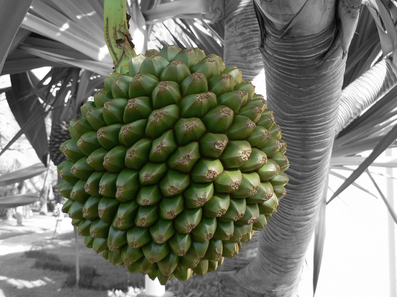 Экзотические фрукты на Кубе Экзотические фрукты на Кубе