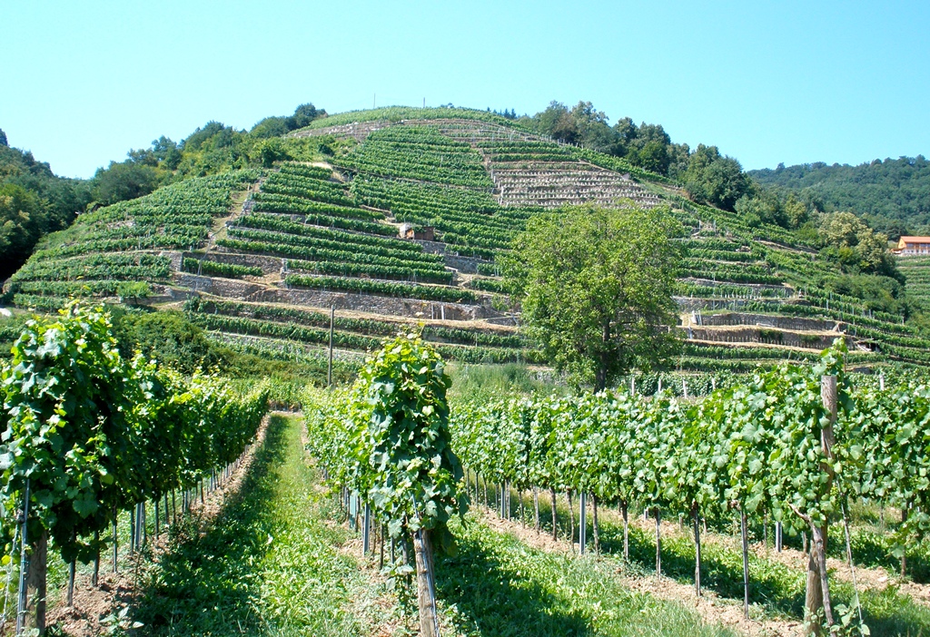 Виноградники в долине Вахау