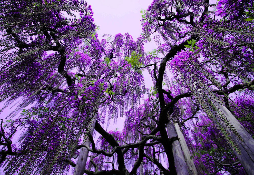 Сад цветов Кавати Фудзи Сад цветов Кавати Фудзи