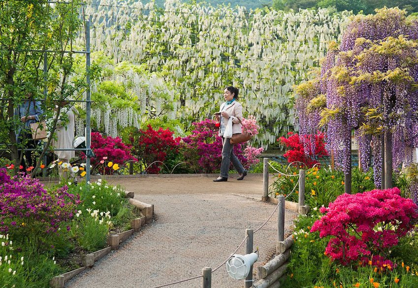 Сад цветов Кавати Фудзи Сад цветов Кавати Фудзи