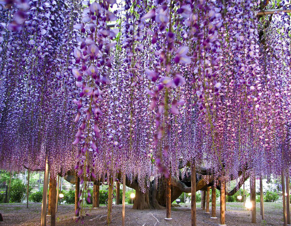 Сад цветов Кавати Фудзи Сад цветов Кавати Фудзи