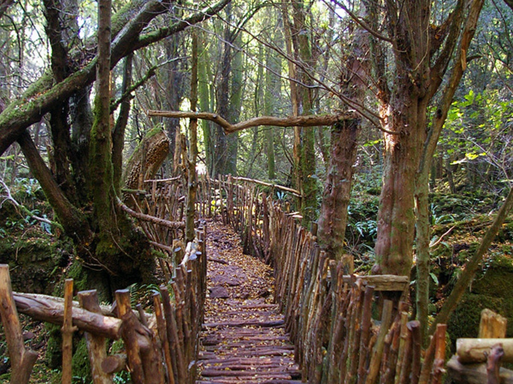 Пазлвуд, лес загадок Пазлвуд, лес загадок