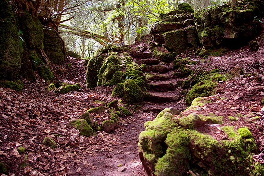 Лес Пазлвуд Лес Пазлвуд