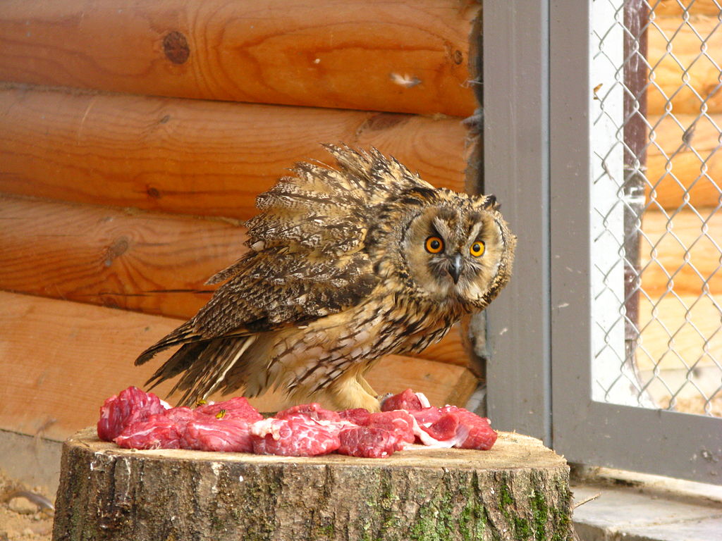 Ушастая сова в Гродненском зоопарке Ушастая сова в Гродненском зоопарке