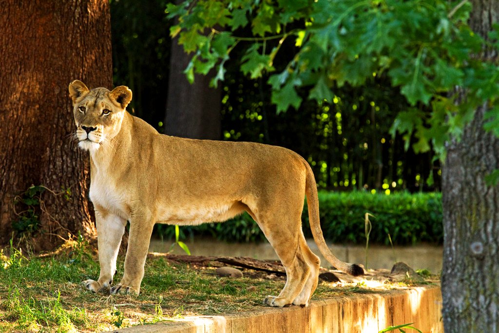 Cафари-парк Givskud Zoo Cафари-парк Givskud Zoo