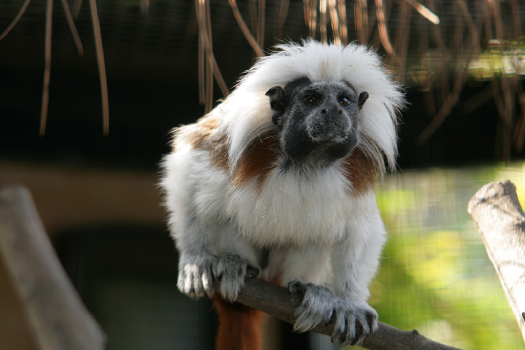 Бесхвостая обезьяна Бесхвостая обезьяна