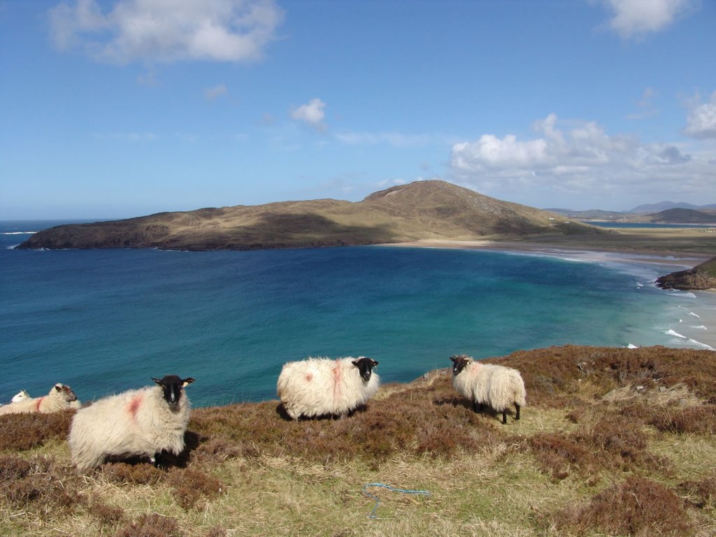 Ирландские овцы Ирландские овцы