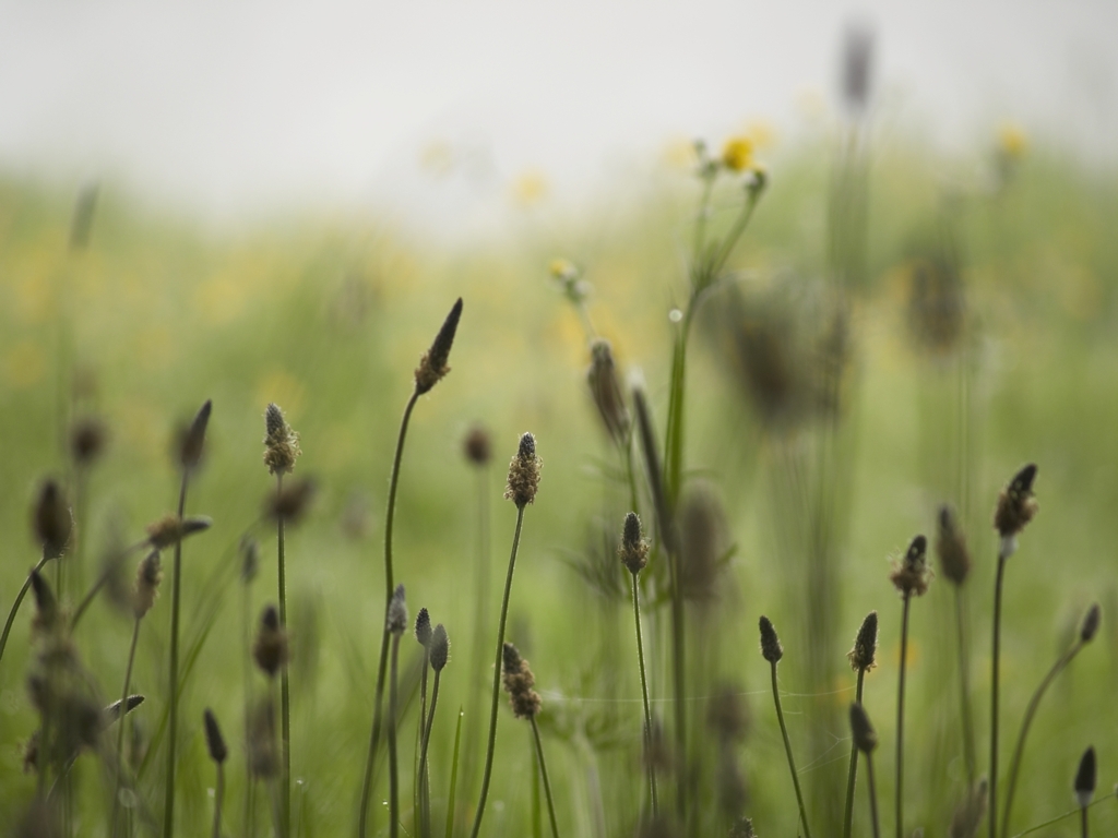 Флора Дублина Флора Дублина