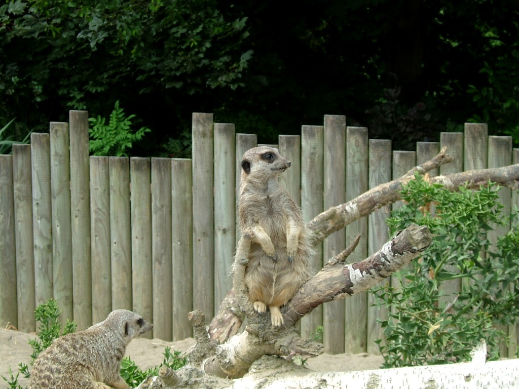Дублинский зоопарк Дублинский зоопарк