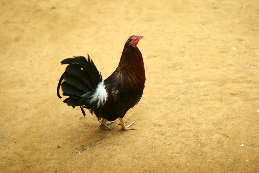 петушиные бои петушиные бои