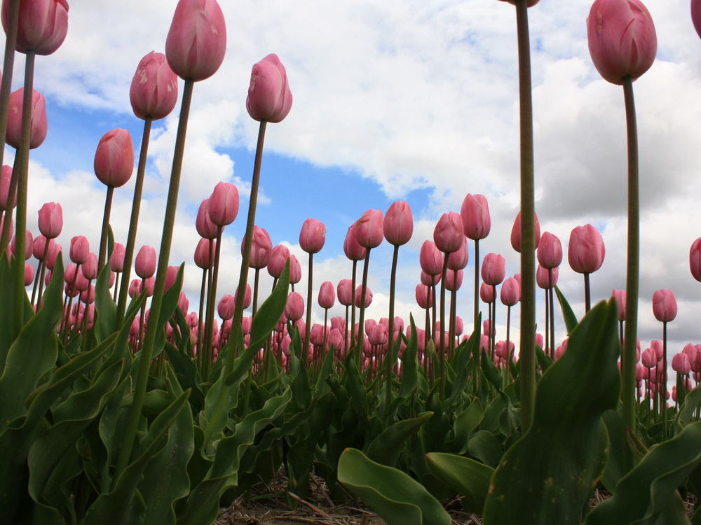 крупнейшая отрасль страны крупнейшая отрасль страны