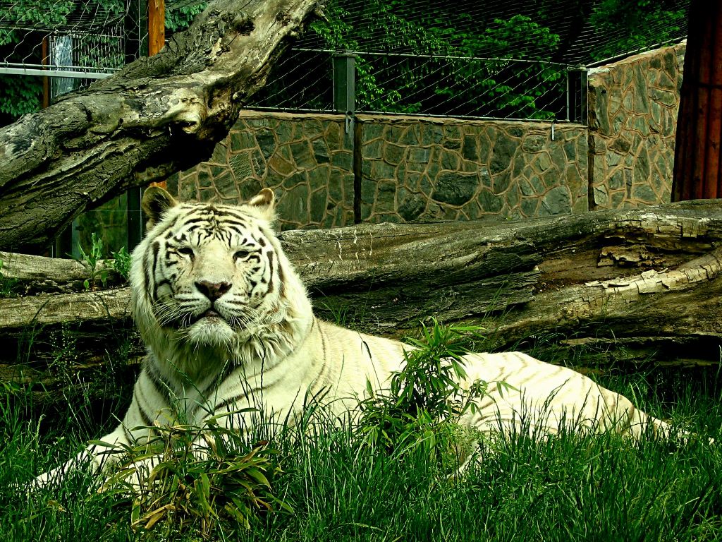 белый тигр белый тигр