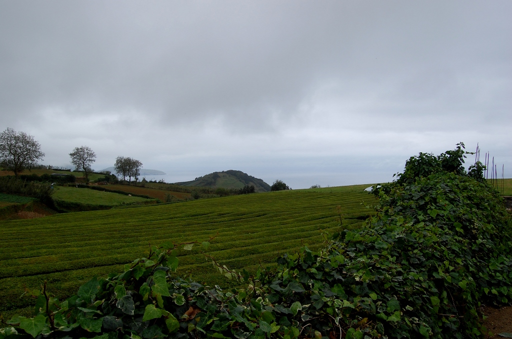 Выращивание чая на Азорских островах