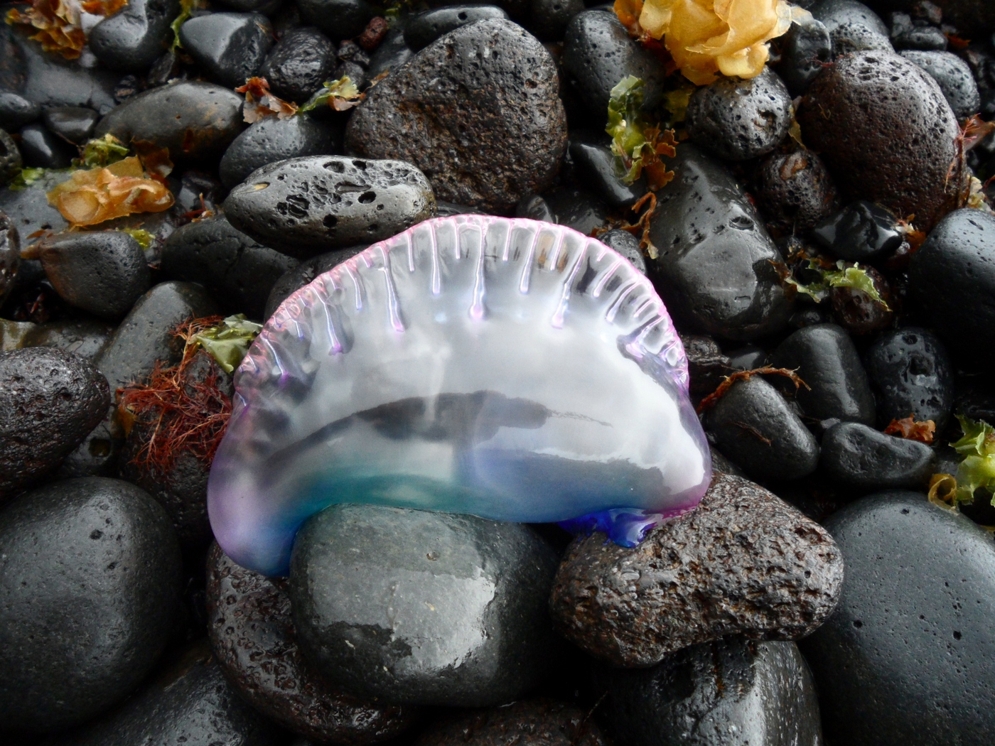 Морской моллюск Морской моллюск