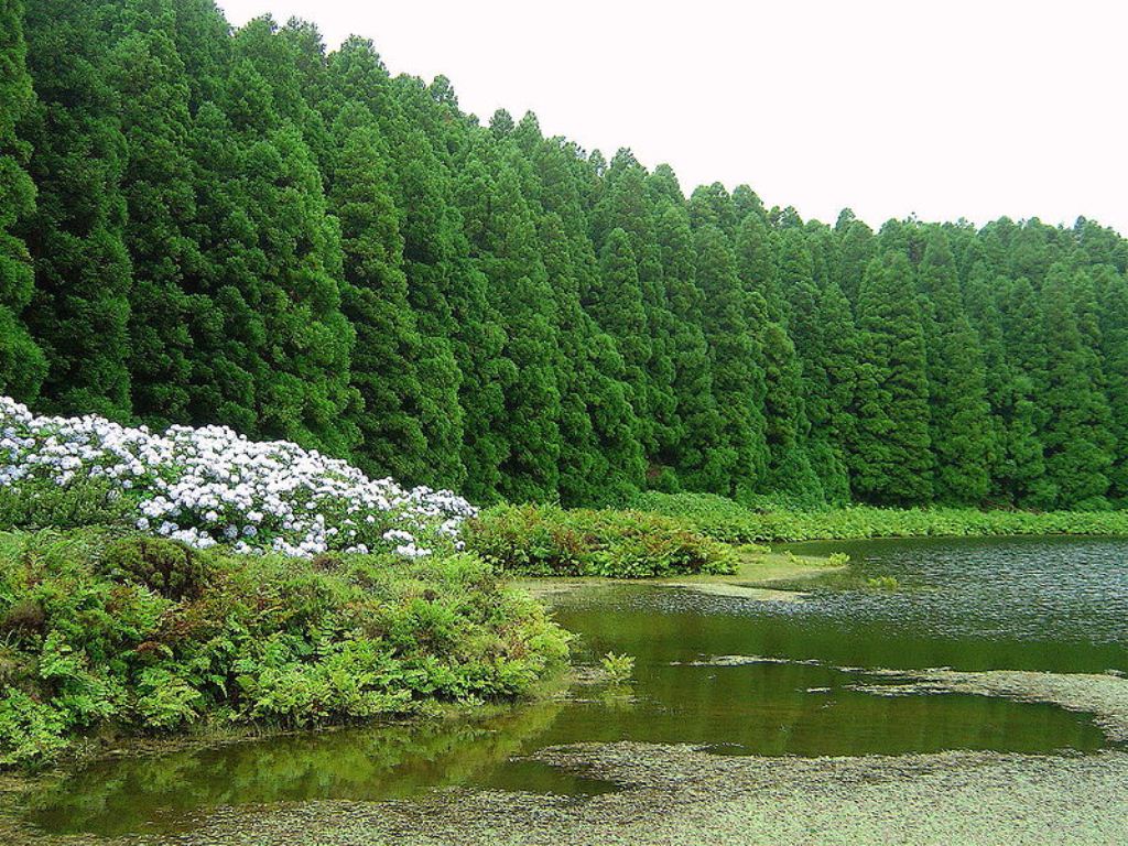 Лес в Понта-Делгада Лес в Понта-Делгада