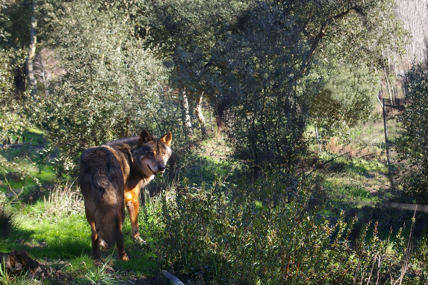 Иберийский волк Иберийский волк