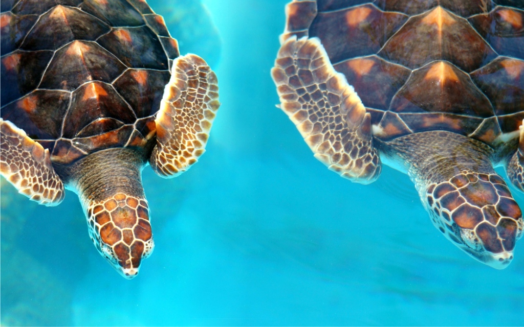 Морские черепахи Морские черепахи