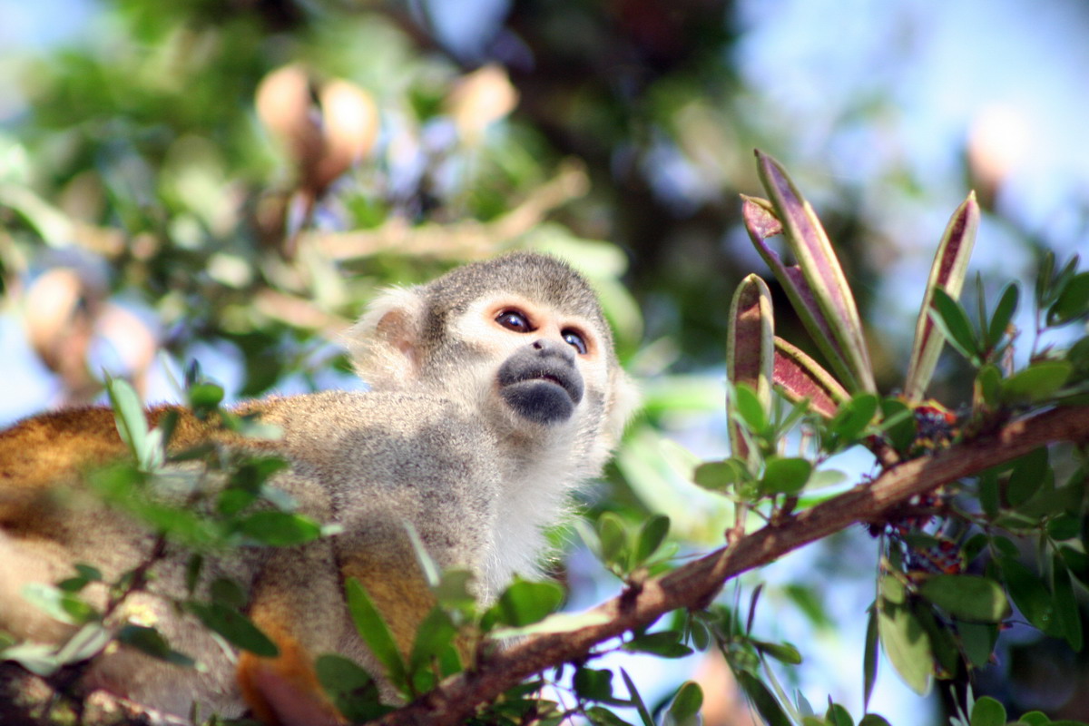 Карликовый игрунок Карликовый игрунок