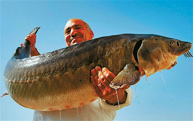 Азовское море
