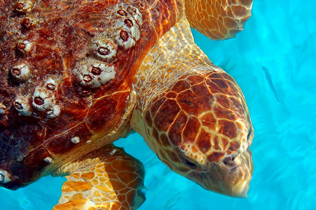 Черепаха в Красном море