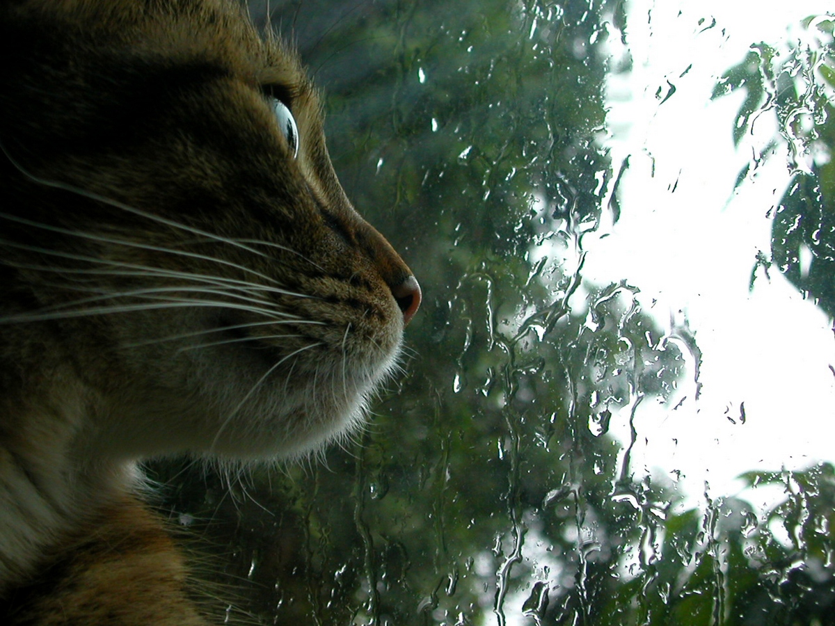 Кошка сопровождает человека невероятное количество лет Кошка сопровождает человека невероятное количество лет