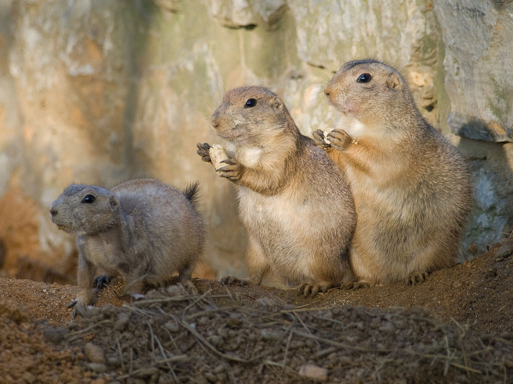 Обитатели Пражского зоопарка Обитатели Пражского зоопарка
