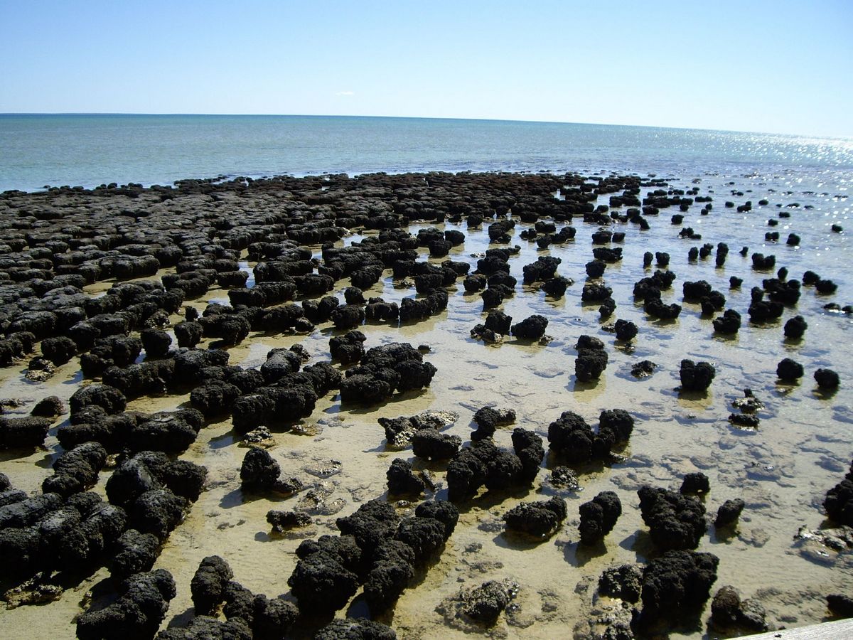 Строматолиты в заливе Шарка
