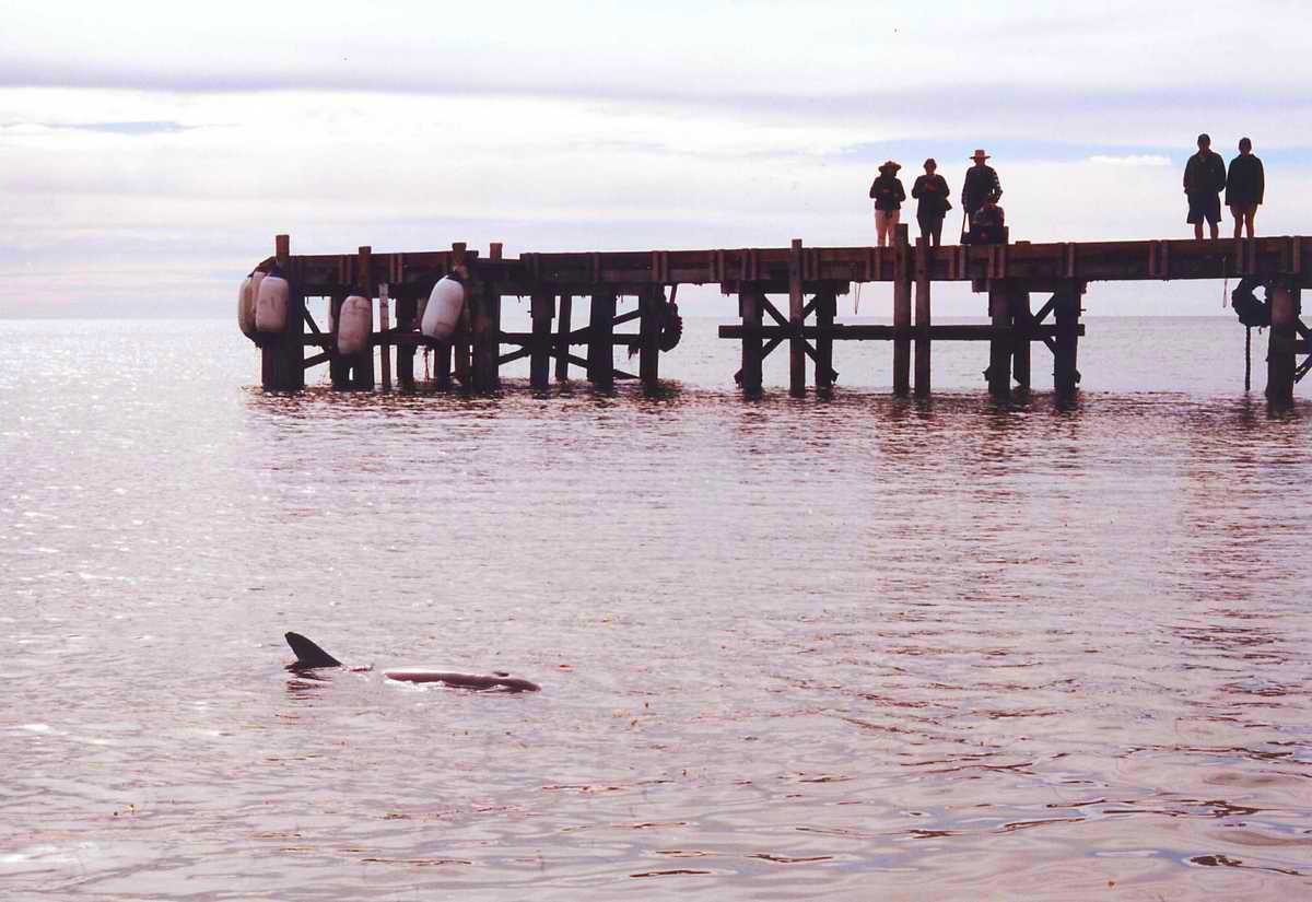 Дельфин в заливе Шарка